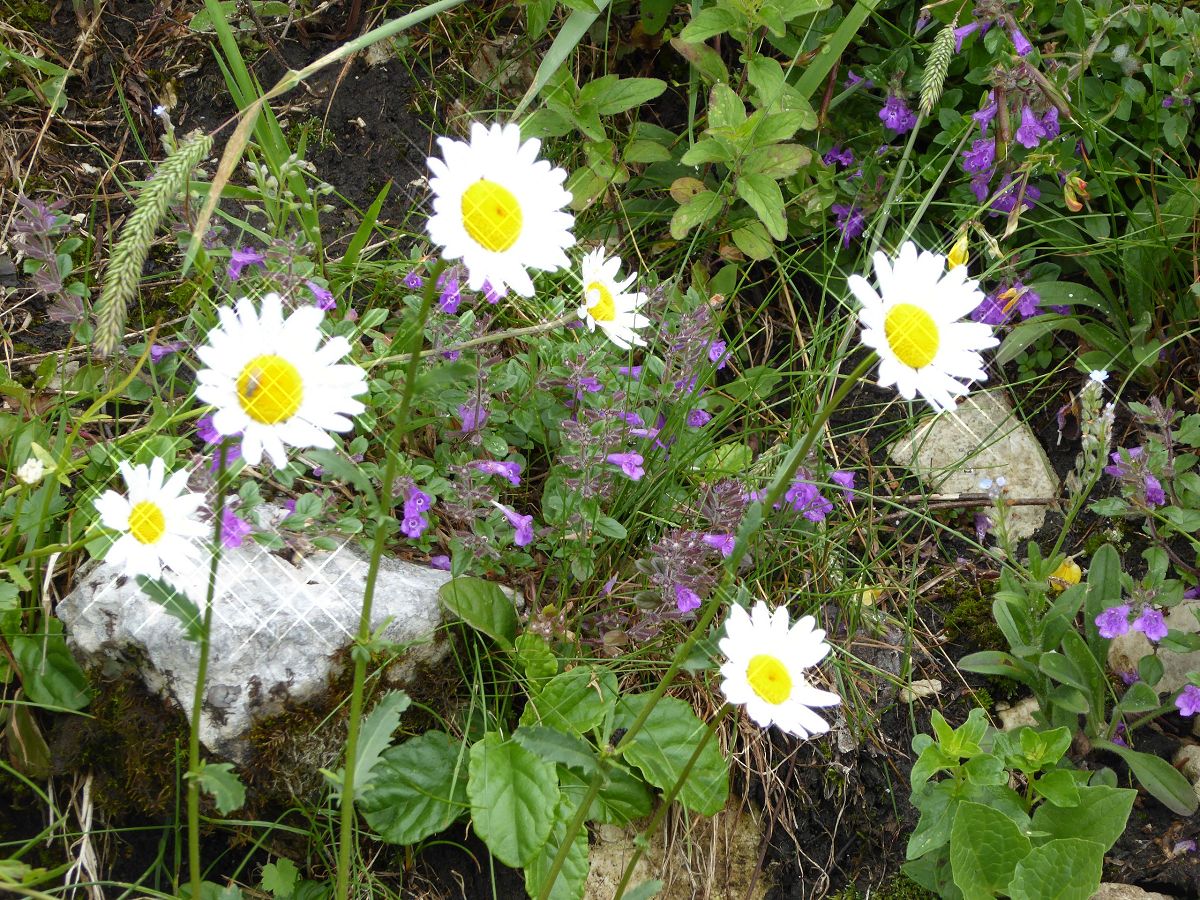 Blumen (38) Beziehungen