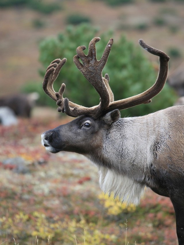 Schweden Lappland (6b)