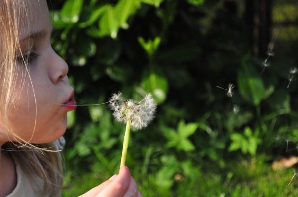 Pusteblume Pusteblume