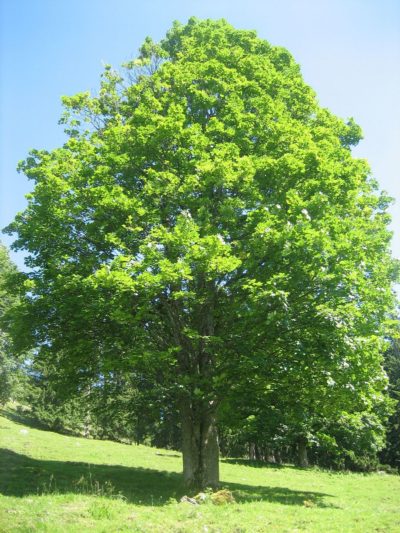 Baum (10) Meditation Baum (10) Meditation