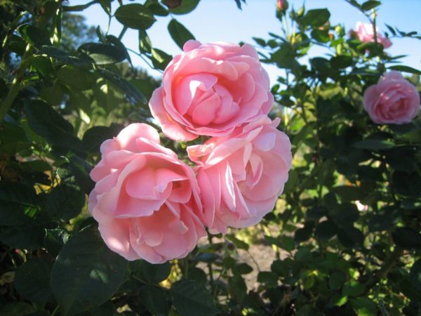 Blumen (30) Blumen (30)