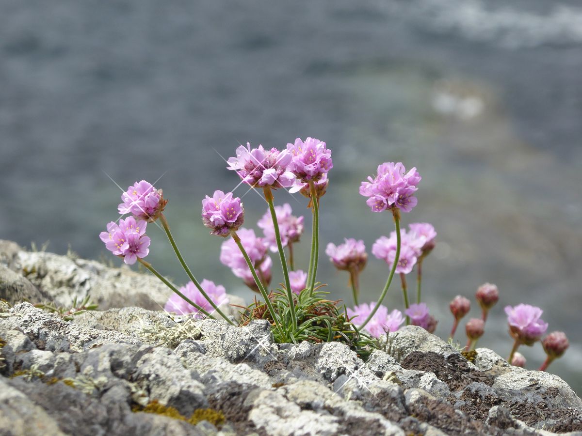 Bergblumen