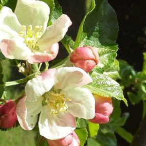 Blumen (6b) Blumen (6b)