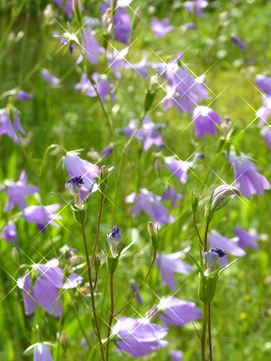 Glockenblumen 2c