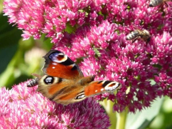 Schmetterling Schmetterling