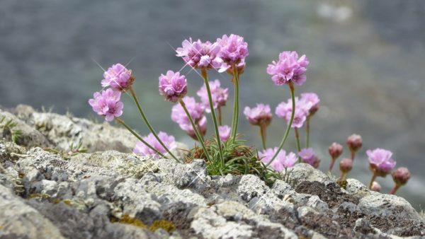 Blumen (5b) Blumen (5b)