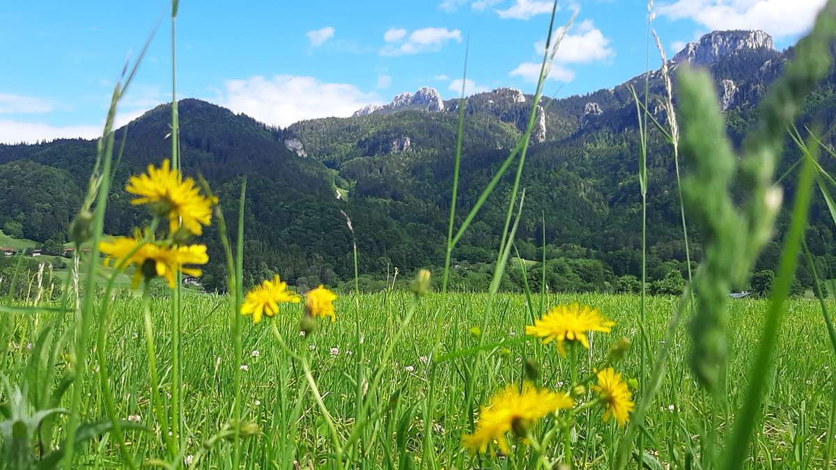 Newsletter Juni 2020