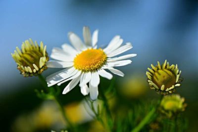 Kamillenblume Entspannung