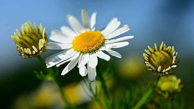 Kamillenblume Entspannung