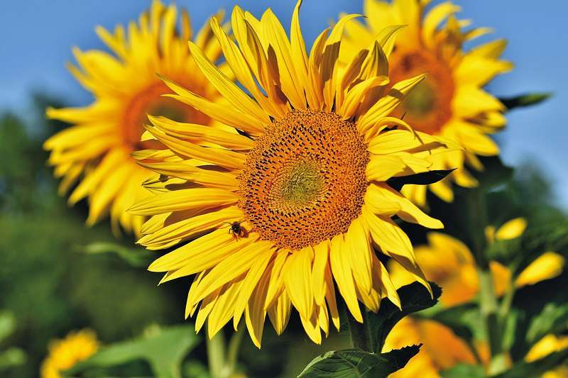 Sonnenblumen Happy Hour für die Seele