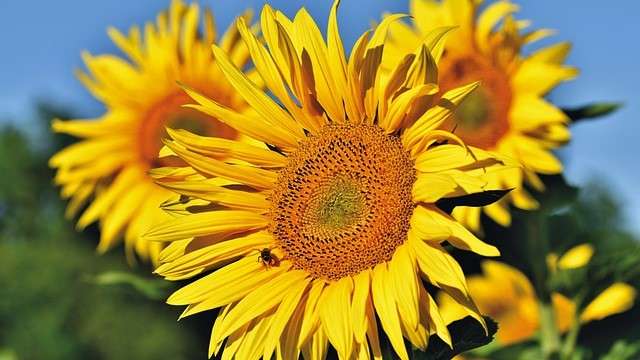 Sonnenblumen Happy Hour für die Seele
