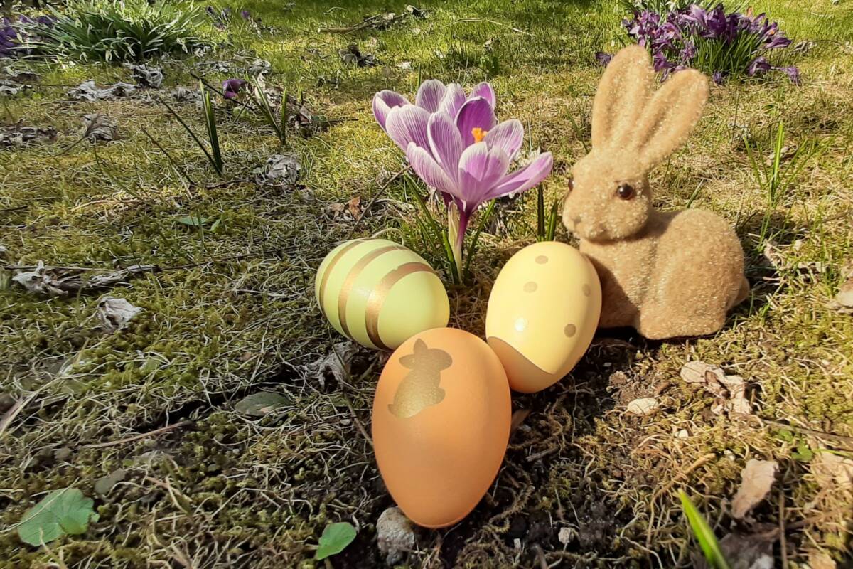 Osterhase Ei Krokus