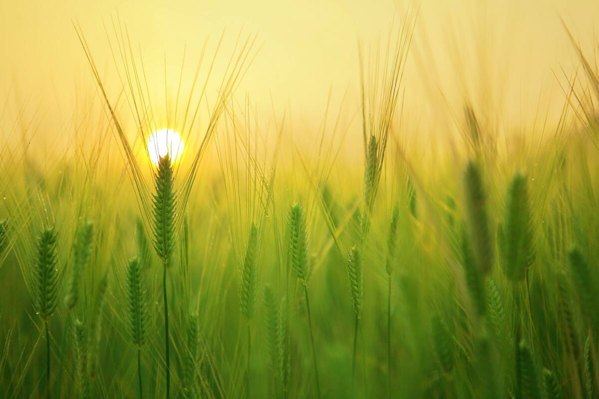 barley-field-g429c00b17_1920