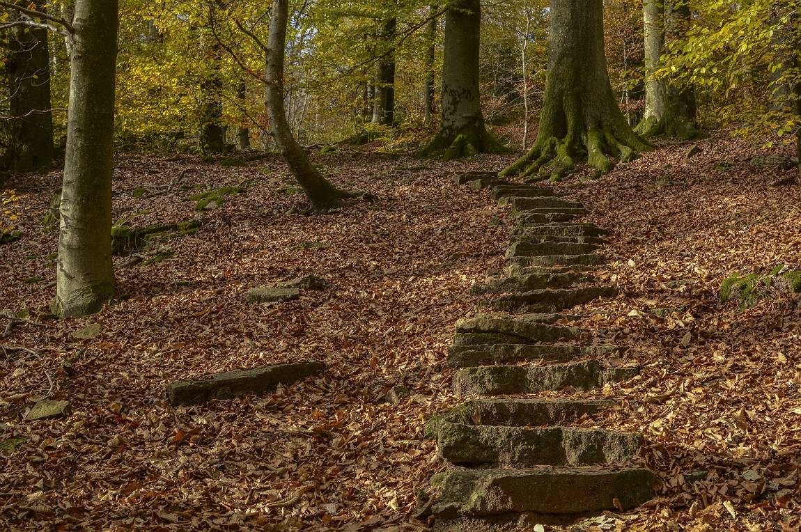 Weg im Wald Weg im Wald