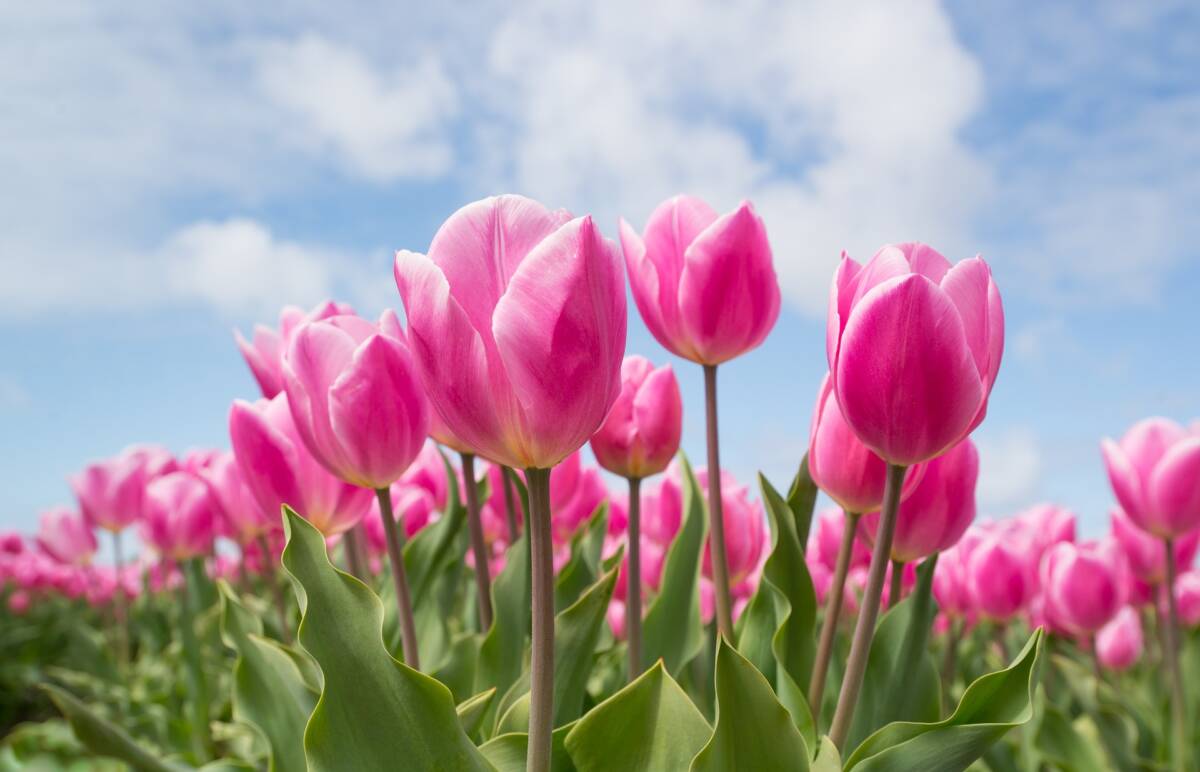 tulips-g34b03c25e_1920