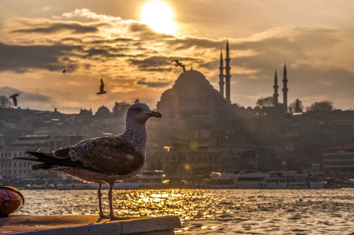 seagull-g47bb9748e_1920
