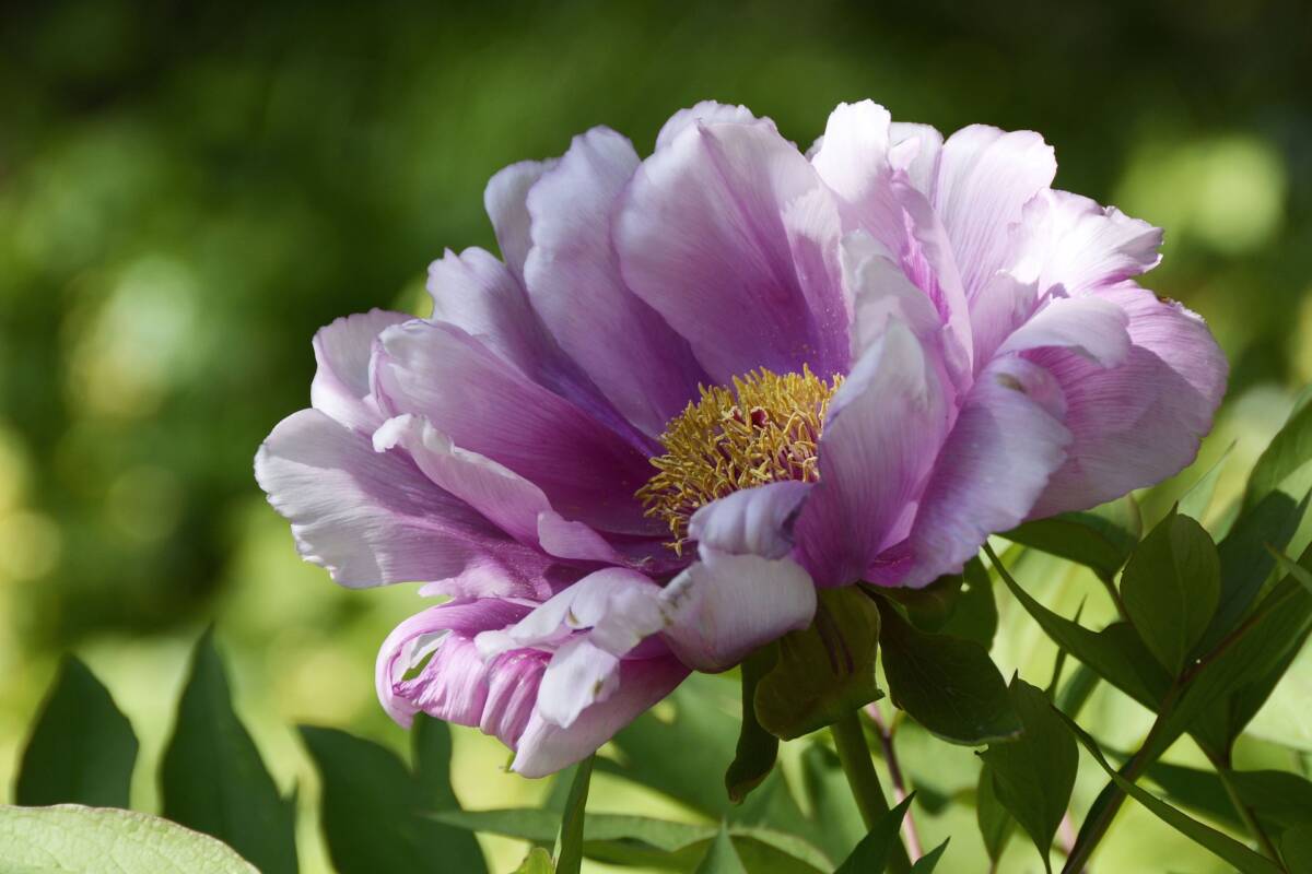 peony-g2164ff13d_1920