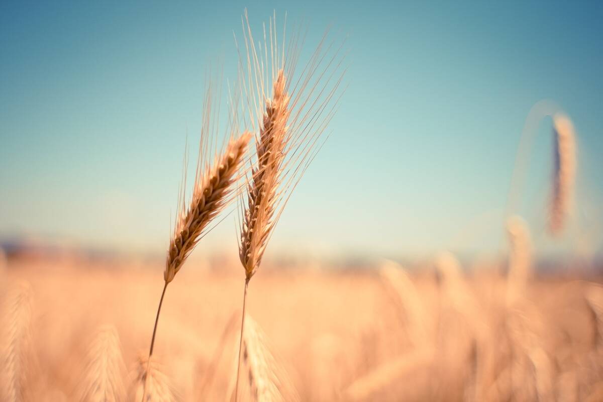 wheat-g2245b7e2e_1280